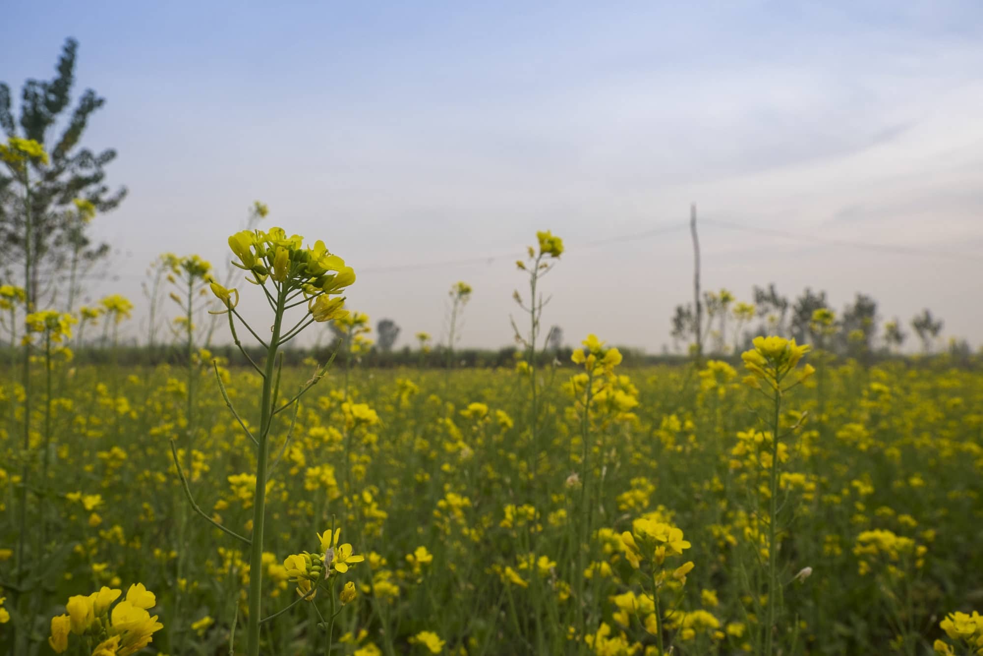 Mustard fields Punjab.jpg
