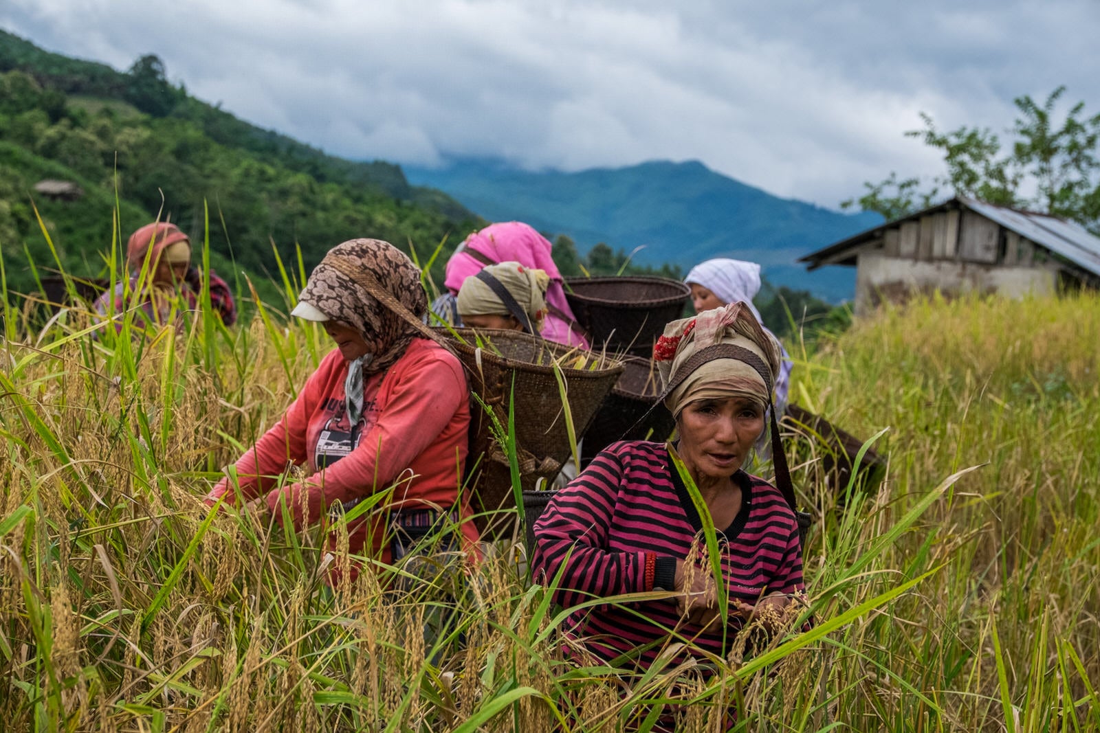 paddy harvesting arunachal pradesh