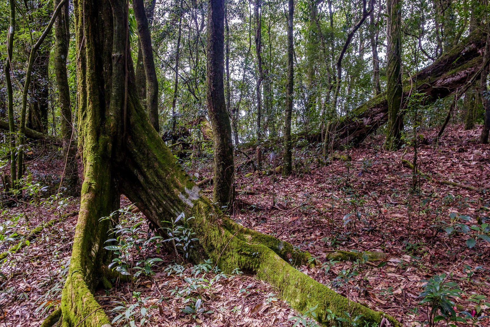 Sacred forest shillong