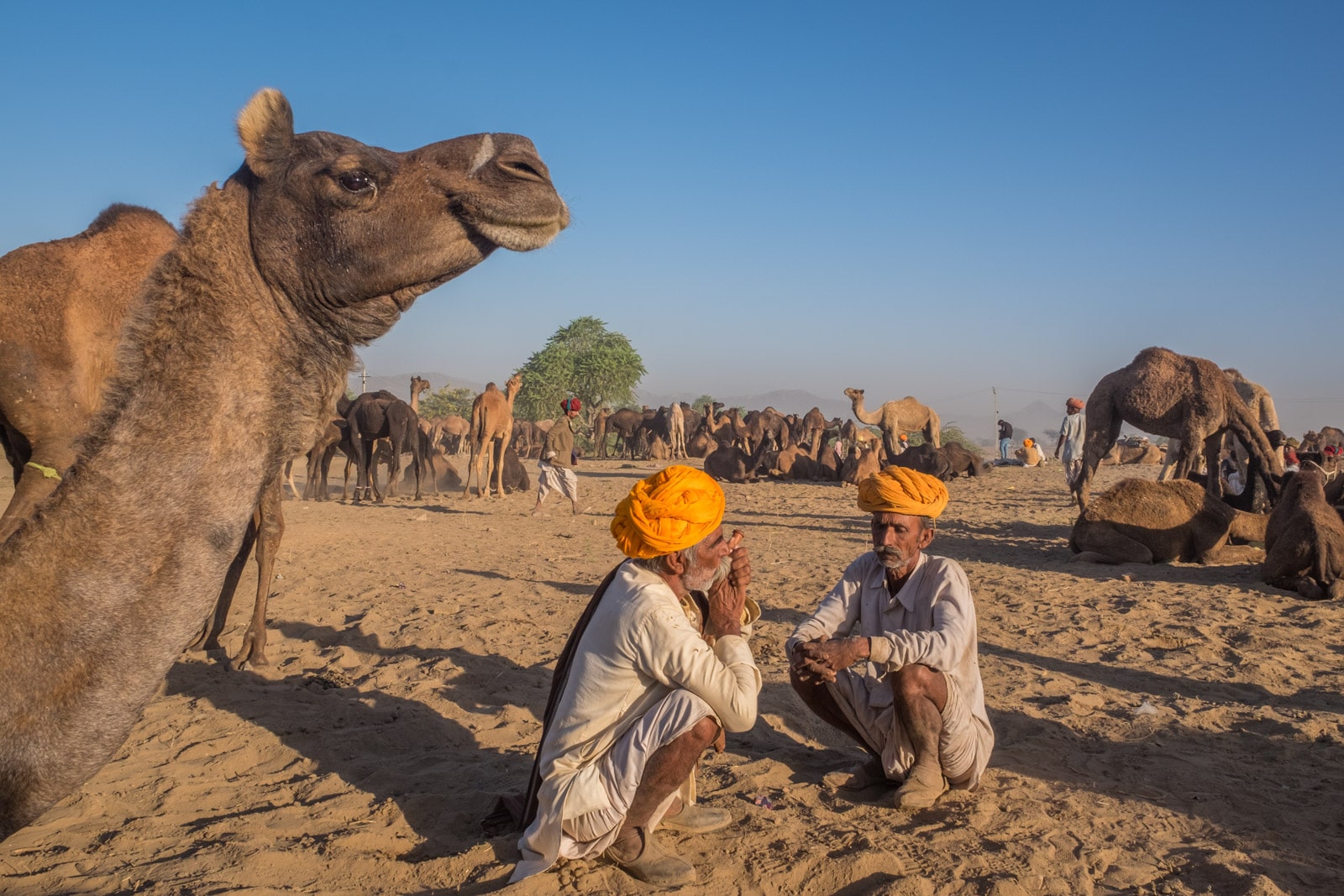 Camel fair Pushkar