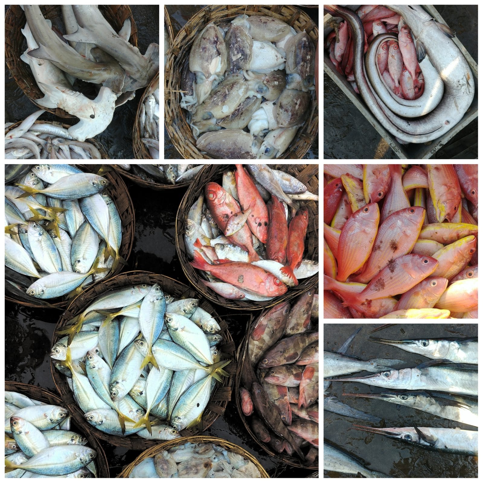 Fish market harnai dapoli