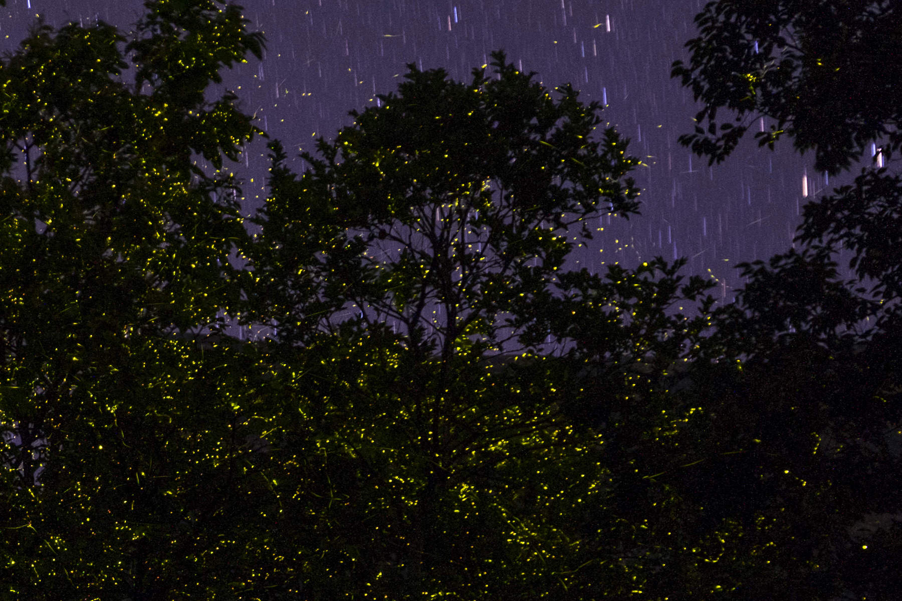 Fireflies, Bhandardara