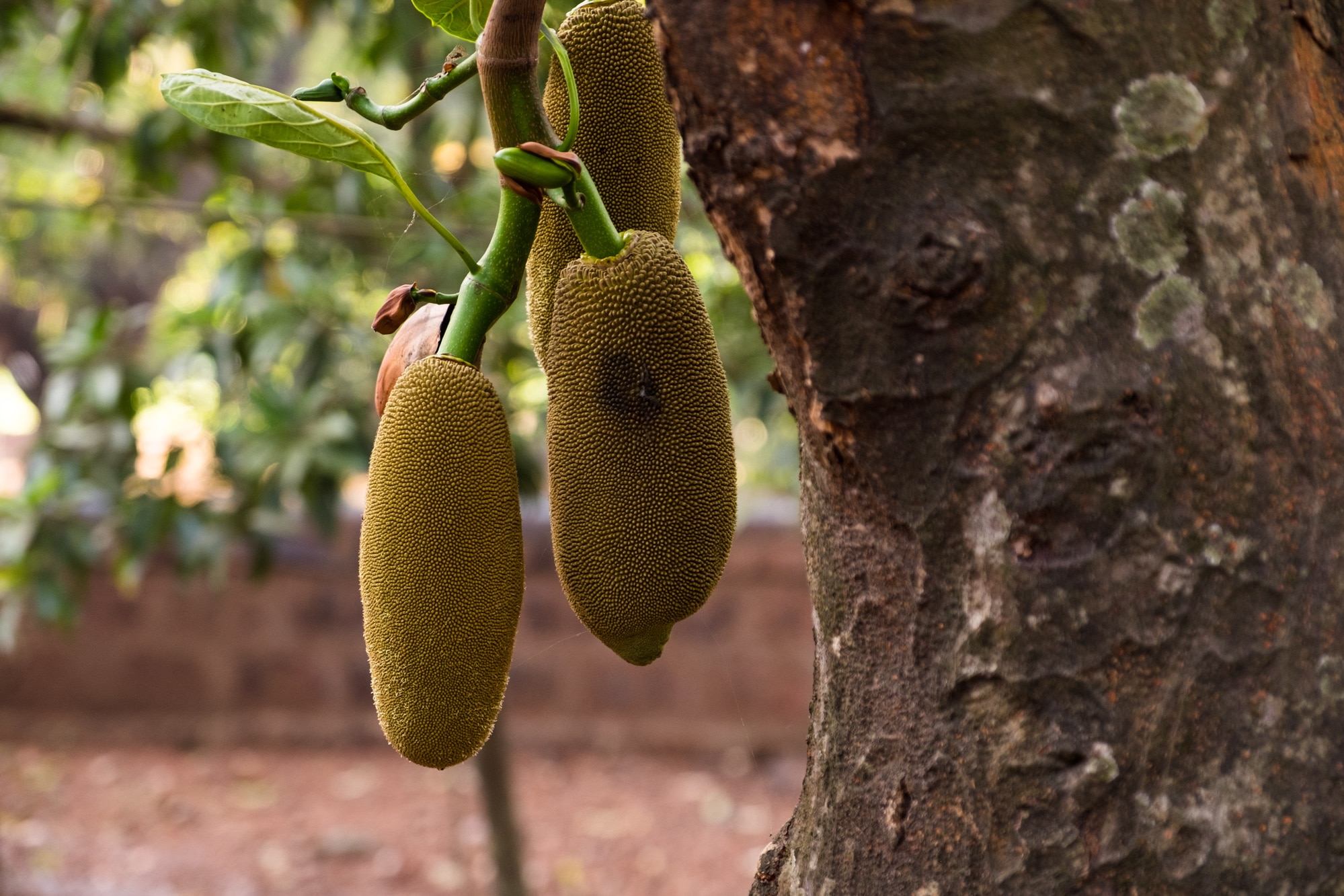 Jackfruit