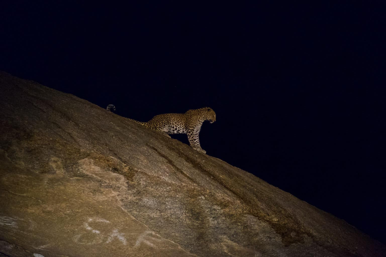 A beautiful Leopard atop the Granite hills in Jawai